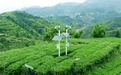 八马茶业以数智化转型绘就茶产业高质量发展新图景