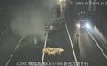 高速追尾至群猪“出逃” 河北交警紧急处置