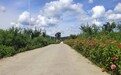 长春市双阳区鲜花扮靓乡村路