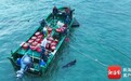 海豹“阿侬”恋上文昌这片海