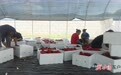 明星村“椒”子端上俄罗斯餐桌　甘味凭啥出“彩”
