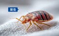 榄菊杀虫剂获多方认证专灭床虱登革热伊蚊等 18 种害虫