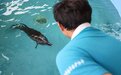 海南万宁获救海豚“万万”恢复良好 即将重返大海