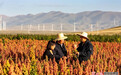甘肃天祝：祁连山下藜麦红