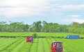 泰和县：采收秋茶（图）