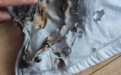 武汉一高中生校服兜里充电宝突然爆炸！