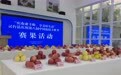 拼颜值比“食”力　甘肃灵台苹果“摘金夺银”