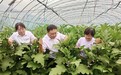河北中行：普惠金融拓宽致富路 续贷服务搭起连心桥