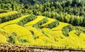 金秋好“丰”景！铁山梯田美如画（图）