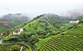商城县苏仙石乡：细雨茶居绘秋日