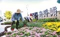 国庆将至 万盆鲜花待客来