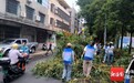 台风过后“执法蓝”紧急集结 海口美兰区500余名执法人员全域清障保畅通