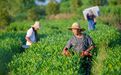庐山市：采收夏秋茶（图）