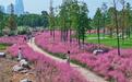 武昌江滩现“粉色海洋” 秋日氛围感直接拉满