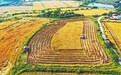 信阳市光山县：抓紧有利天时抢收水稻