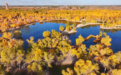 甘肃金塔胡杨林“游”点精彩　慕名而来游客秒变夸夸团