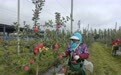 科技赋能　甘肃灵台种出苹果“优等生”