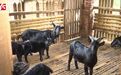 为照料术后出院丈夫，家中80多只黑山羊急售，长沙的李大姐盼热心人相助