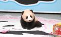 重庆动物园大熊猫“良月”的幼仔首次与公众见面