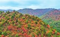 三门峡市陕州区张汴乡：层林尽染、漫山红遍