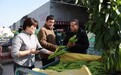 河南内黄：蔬菜市场辣椒交易忙