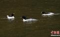 连续19年“按时回家” 江西龙虎山迎来首批越冬中华秋沙鸭