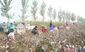 河北南宫：万亩棉花成熟 助力农民增收致富
