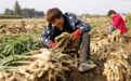 河北丰南：生姜收获忙