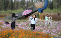 东营：美丽花海迎客来