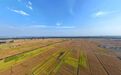 秦皇岛市北戴河新区水稻喜迎丰收季
