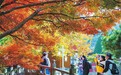 九江：秋色迷人（图）