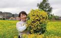 甘肃徽县菊香漫山“钱”景好