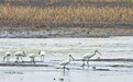 鄱阳湖迎来大量越冬候鸟（图）