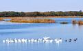 河北衡水湖迎秋季迁徙高峰 万余只候鸟飞抵停歇