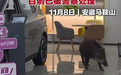 野猪“勇闯”马鞍山4S店，5头“涉事猪”已被处理