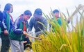 农耕实践 遇“稻”成长！丰县倾力打造劳动教育课堂