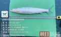 珍稀濒危鱼类“鳤鱼”和大规格四大家鱼频现赣江水域
