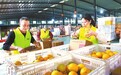 石城县：赣南脐橙搭乘电商快车（图）
