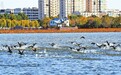 淮滨县东西湖风景区群鸟翔集 构成一幅和谐生态画卷