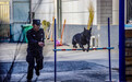 寒冬砺犬练绝技　这抹“警”色超炫
