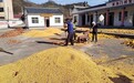 甘肃华亭玉米晾晒忙　满地尽披“黄金甲”