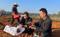 亩产高达1500公斤！东临新区紫薯丰收成“致富金矿”