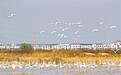 永修县：候鸟翔集（图）