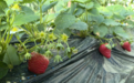 八井子乡：温室草莓“抢鲜”上市