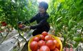 衡水饶阳9.3万亩设施西红柿喜获丰收