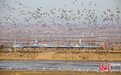 河北张家口：湿地候鸟舞翩跹