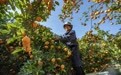 新余蜜桔迎丰收 产业扶持促农增收