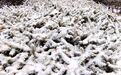 长春市农安迎今冬首场降雪
