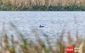 鸬鹚驾到！海口龙头下村迎来自然界 “捕鱼能手”