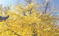 鹰潭余江区千年银杏迎来最佳观赏期